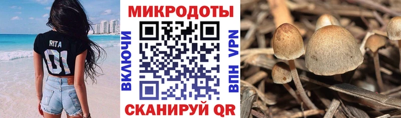 Псилоцибиновые грибы Cubensis Порхов